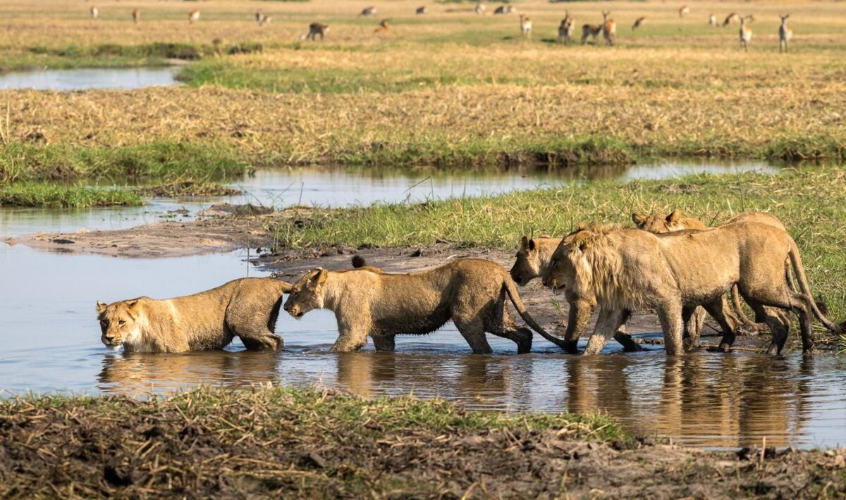 Lions In the Okavango Delta