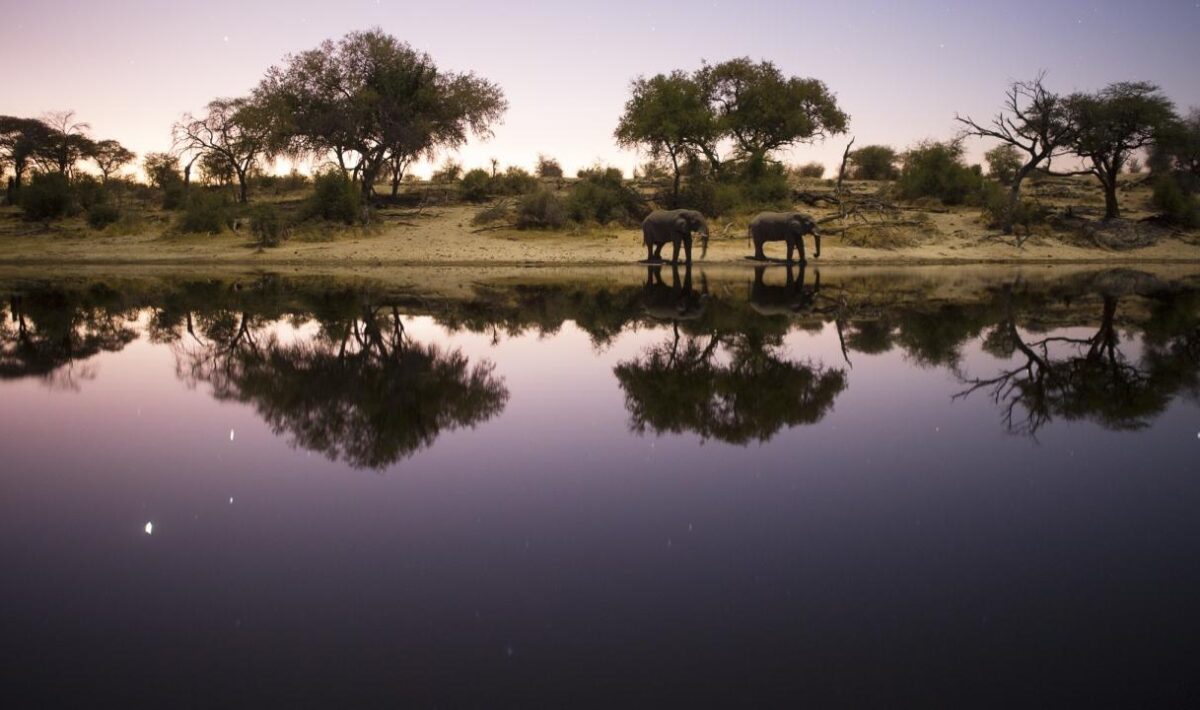 Elephant on the bank of the waterhole in Hwange